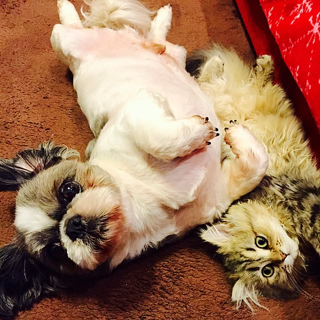 butachanさんの実例写真