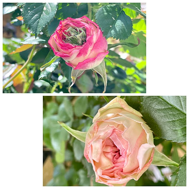 asako.10さんの実例写真