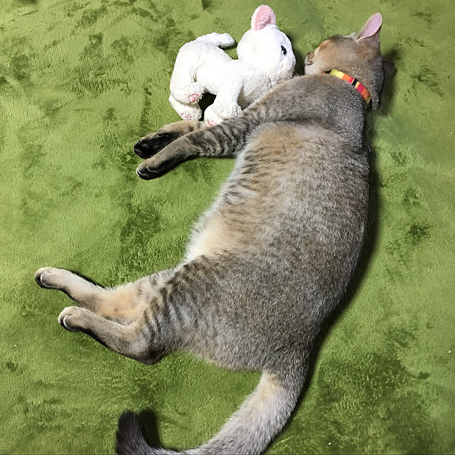 リビング/古民家暮らし/ねこと暮らすのインテリア実例 - 2019-01-20 13:00:42