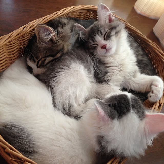 fuuさんの実例写真