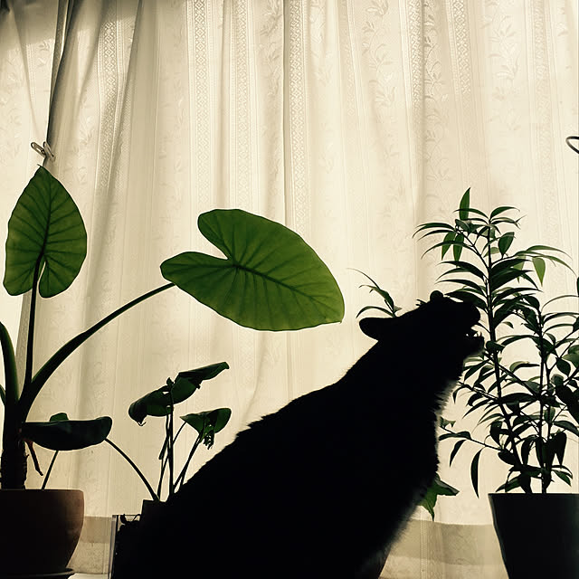 Se-koさんの実例写真