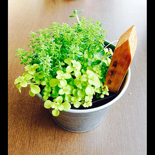 chisato.masui.3さんの実例写真