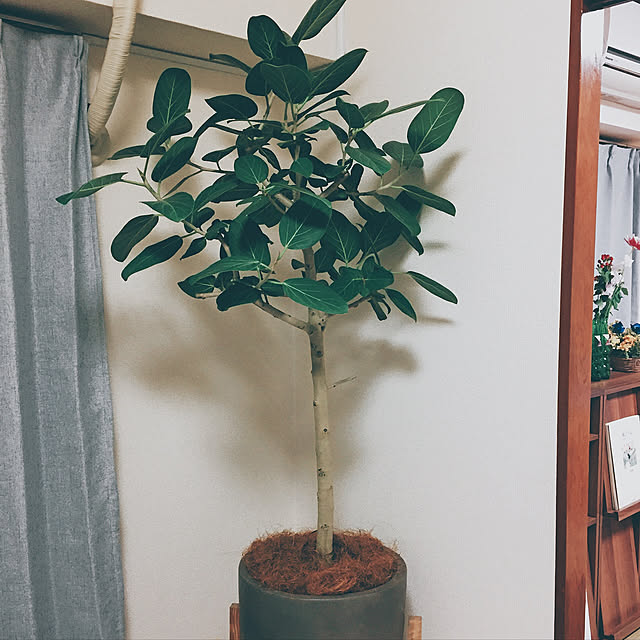 ふたり暮らし/観葉植物/リビングのインテリア実例 - 2019-08-02 10:53:12