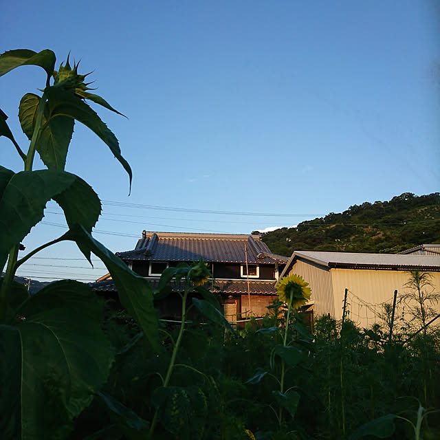 玄関/入り口/日本家屋/古民家/夏の夕暮れ/すだれ...などのインテリア実例 - 2019-07-29 18:44:09