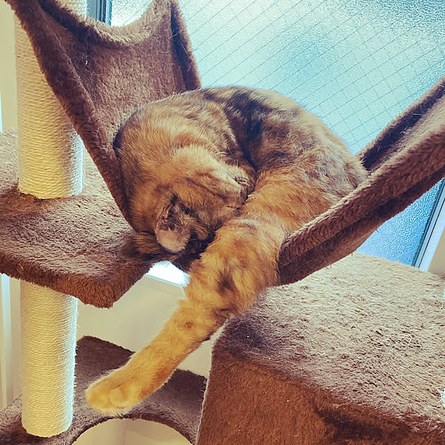 Qualle.さんの実例写真