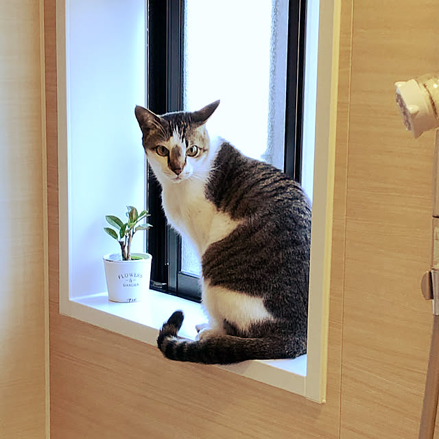 haruminさんの実例写真