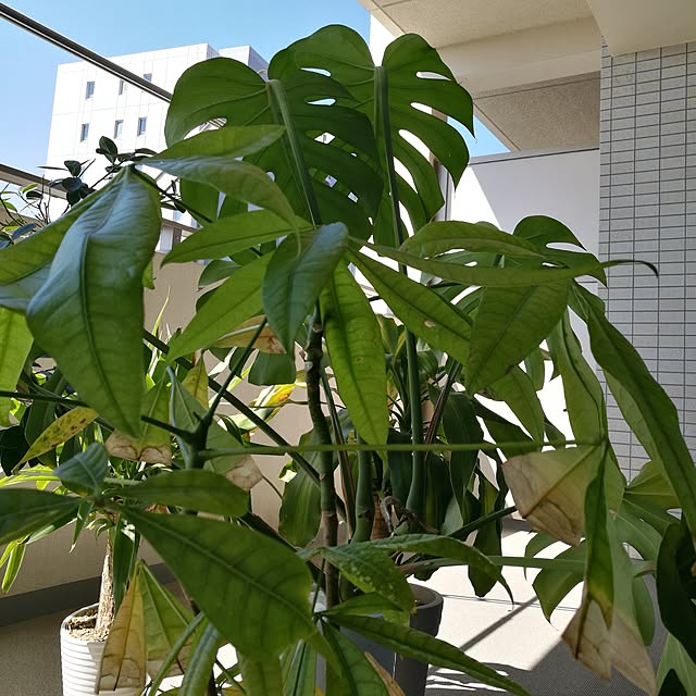 Annaさんの実例写真