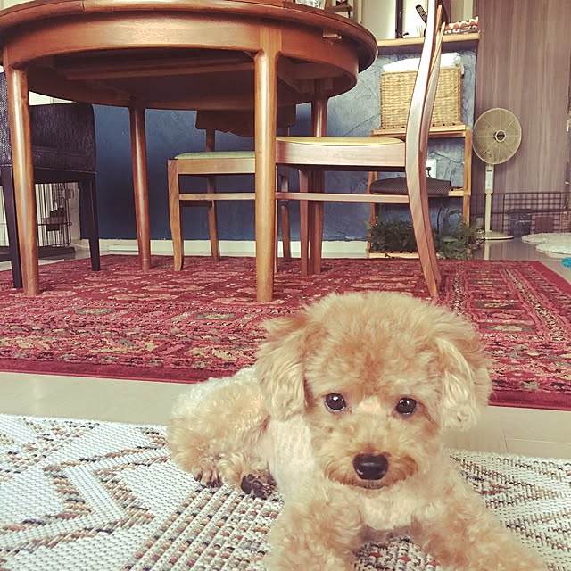 yuchiさんの実例写真