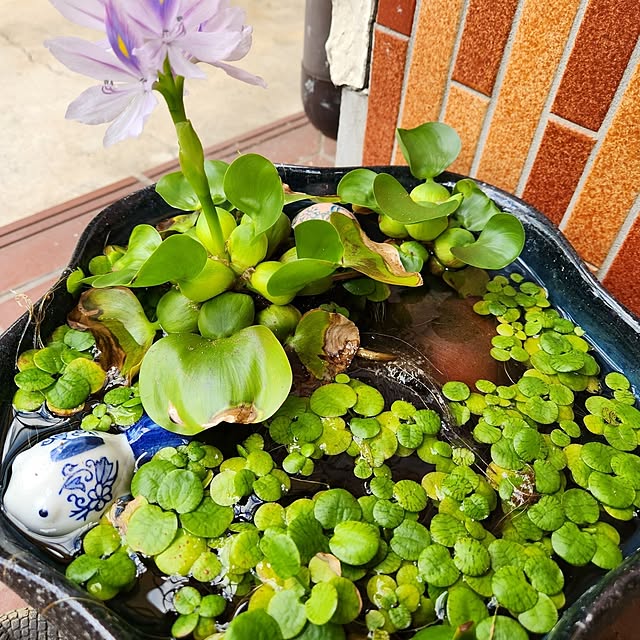 rhuさんの部屋