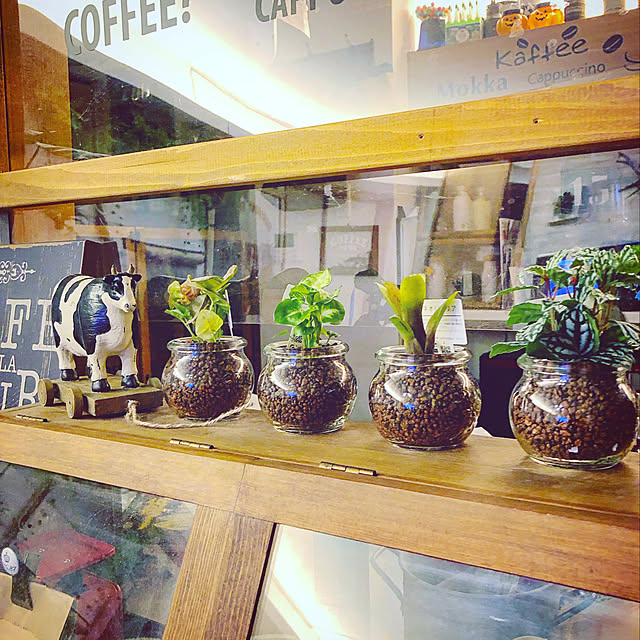 Shelf/観葉植物/カフェ風インテリア/カフェ風キッチン/ねこのいる日常...などのインテリア実例 - 2020-03-20 02:32:36