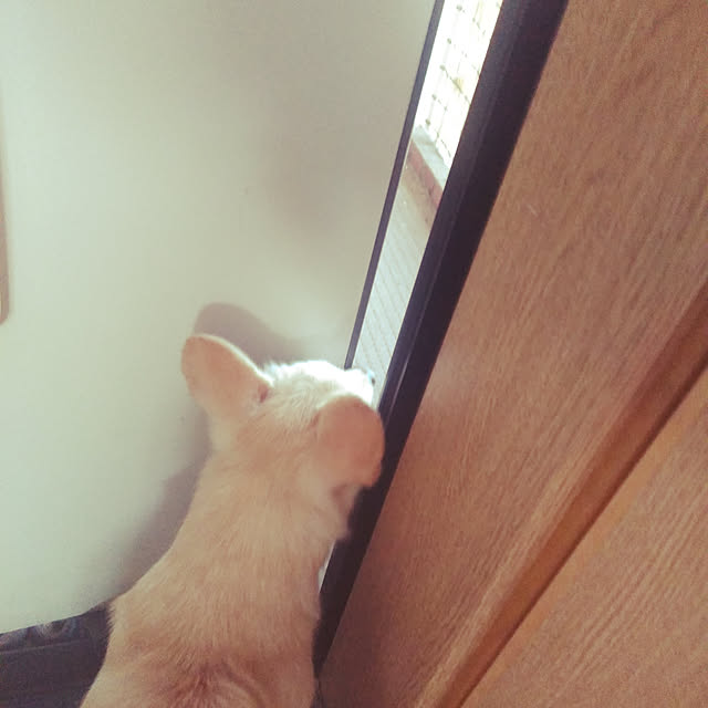 LiSAさんの実例写真