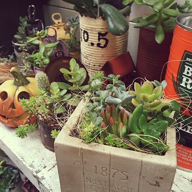 mintさんの実例写真
