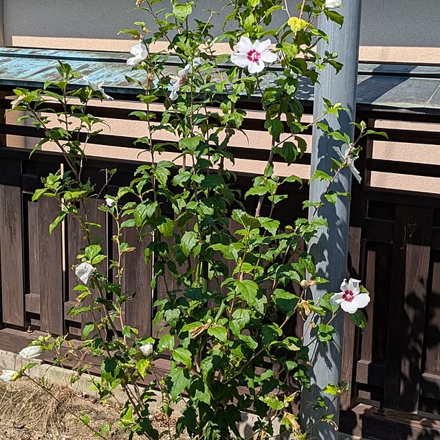 kuririnmamaさんの部屋