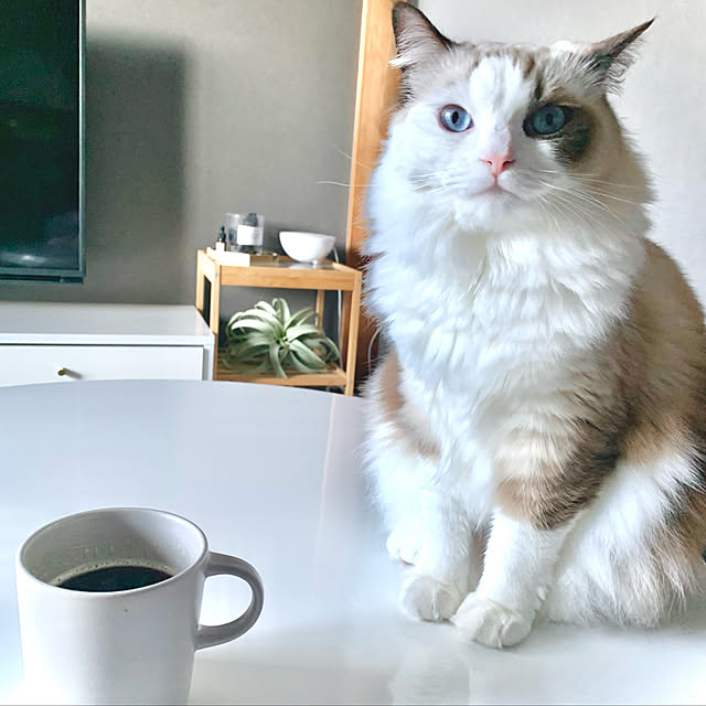 Micccaさんの実例写真