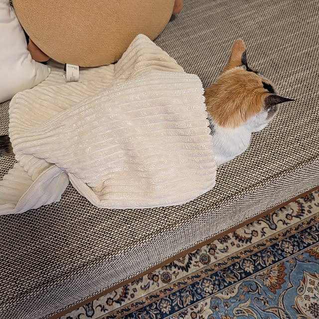 tacomozさんの部屋