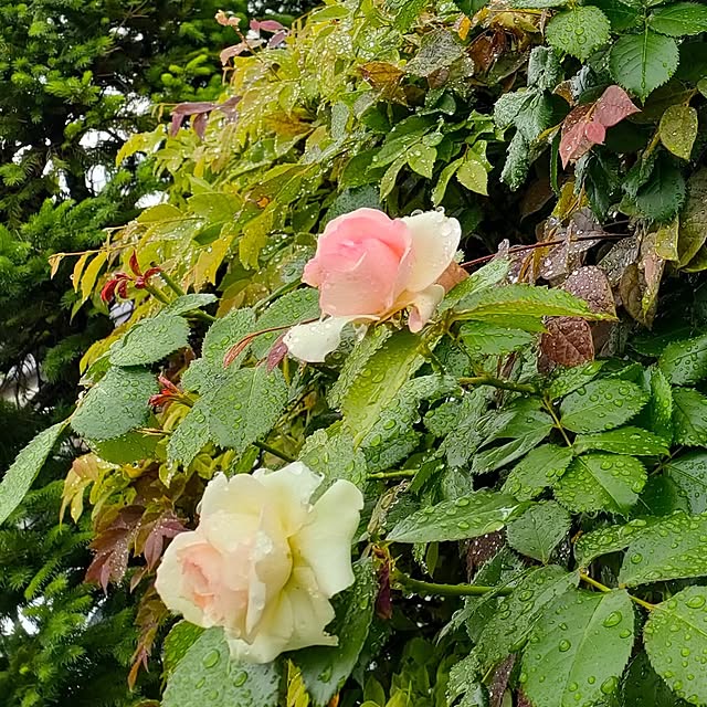 mind_komaさんの部屋