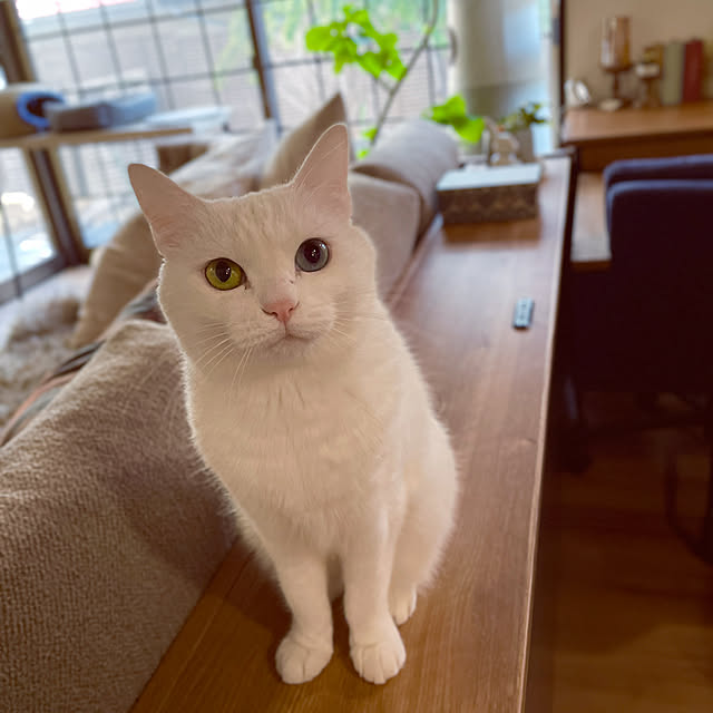 Yukinekoさんの部屋