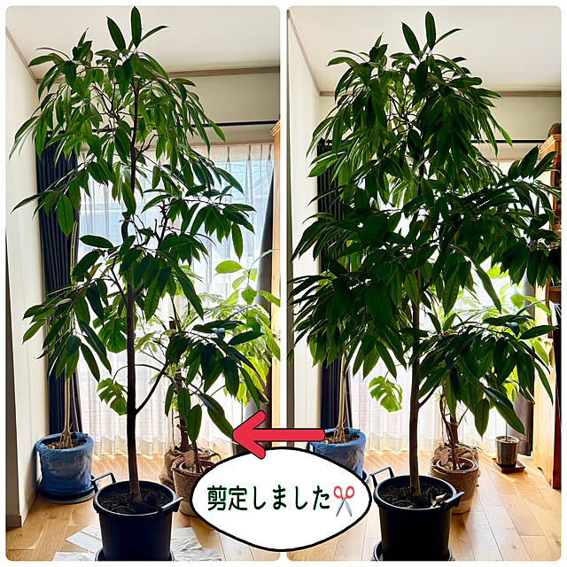 sachieyさんの実例写真