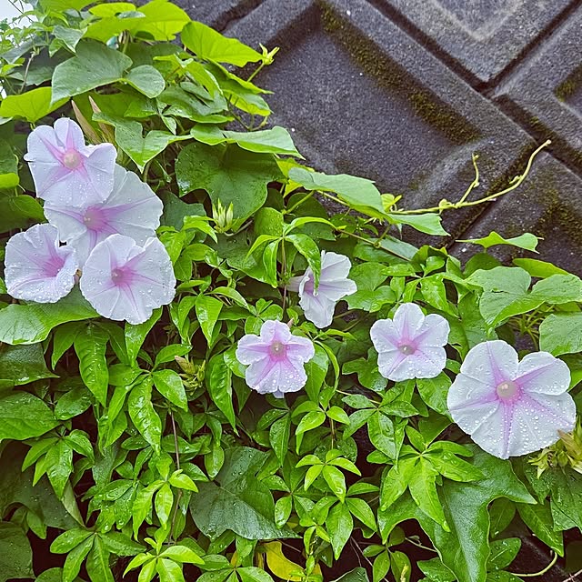 mocomocoさんの部屋