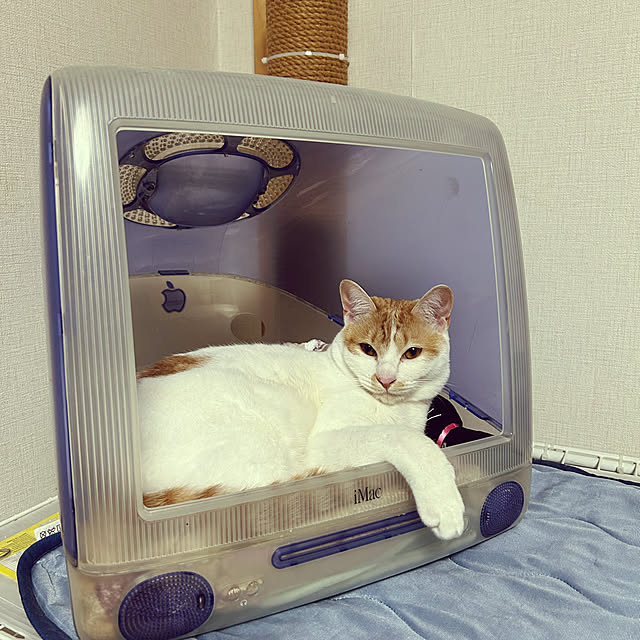 Chiekoさんの実例写真