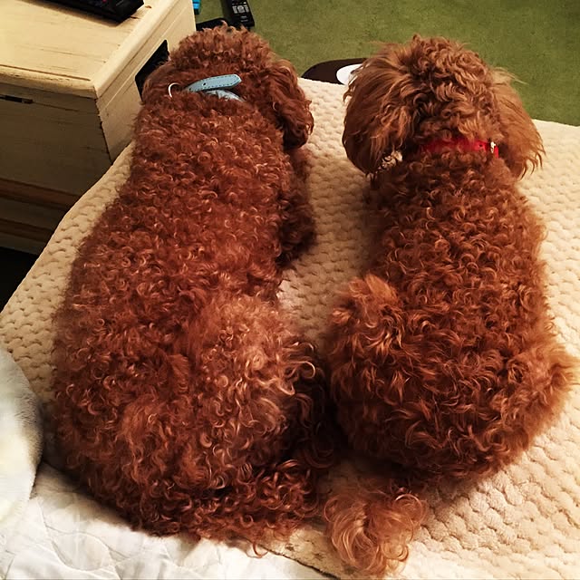 yukkoさんの実例写真