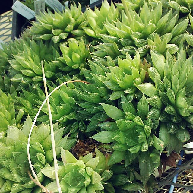 Plantexhibitionhallさんの実例写真