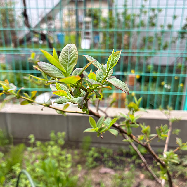 sansanさんの実例写真