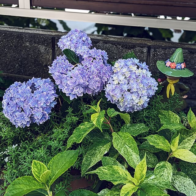 kohakuさんの実例写真