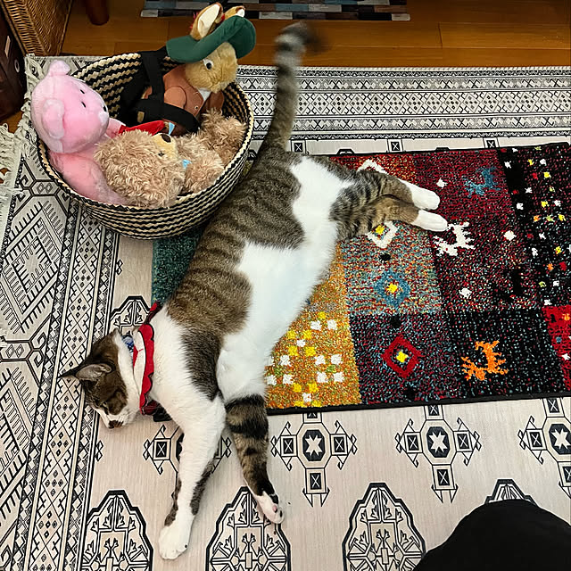 jijiさんの実例写真