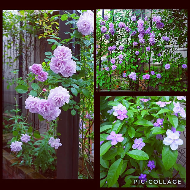 aromameさんの実例写真