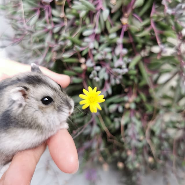 hosiさんの部屋