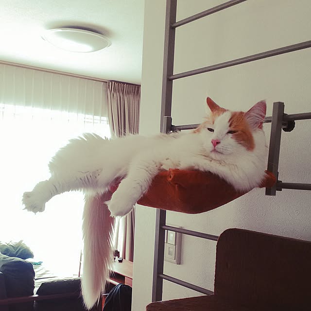 saiさんの実例写真