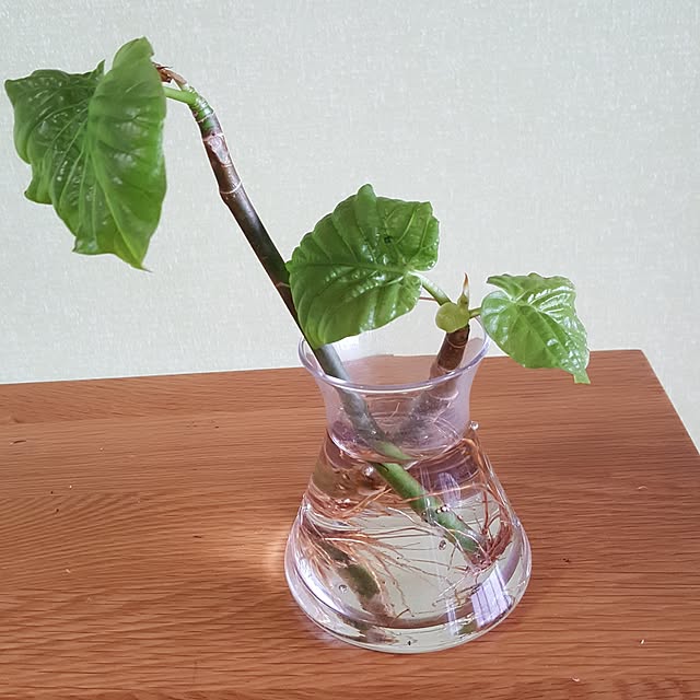 cherryさんの実例写真