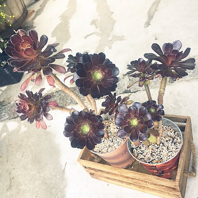cocco0505さんの実例写真