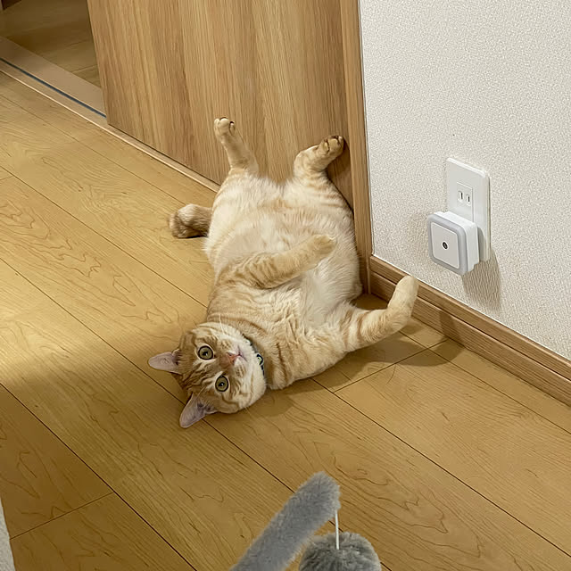chiiさんの実例写真