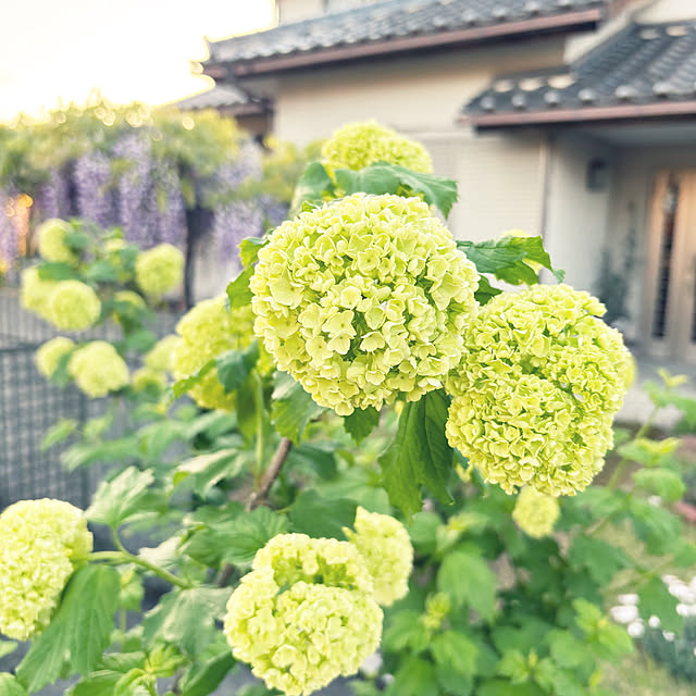 cyaroさんの部屋