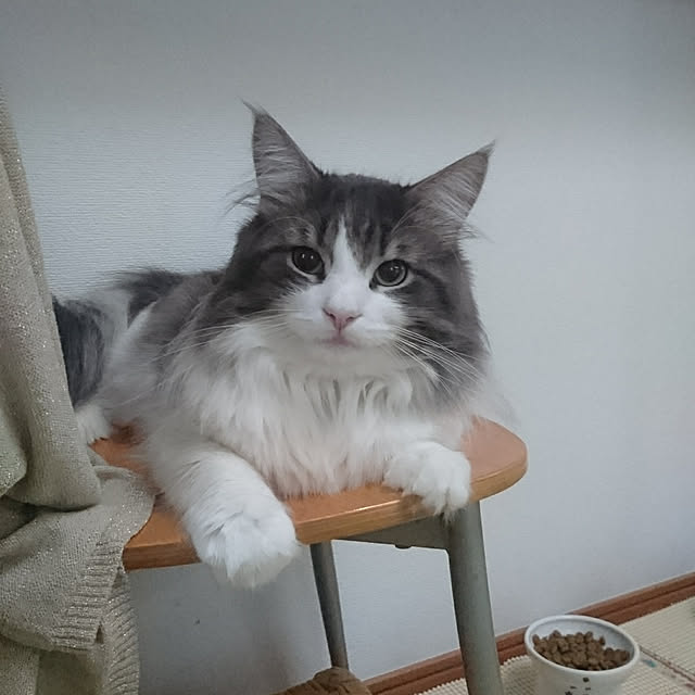 shinobuさんの実例写真