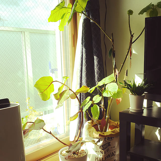 nature-faloさんの実例写真