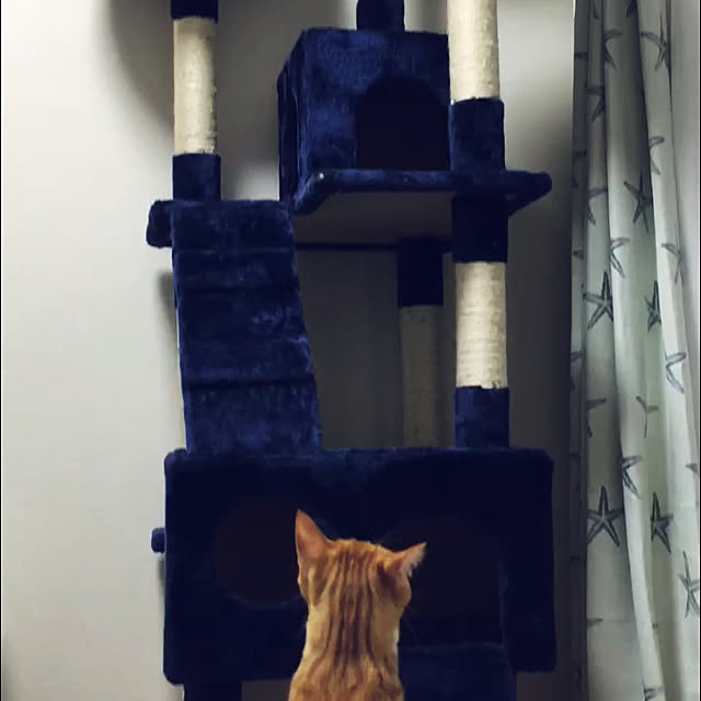 komugiさんの実例写真