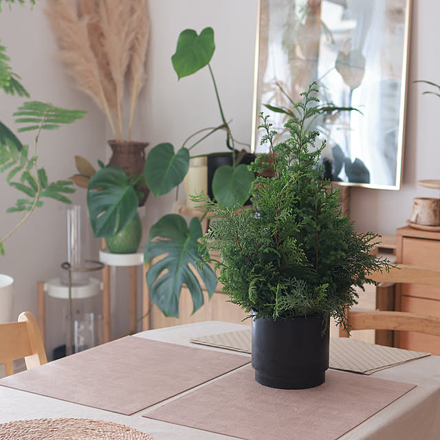 Summerさんの実例写真