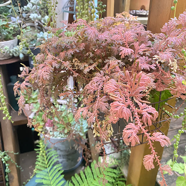 mintteaさんの部屋