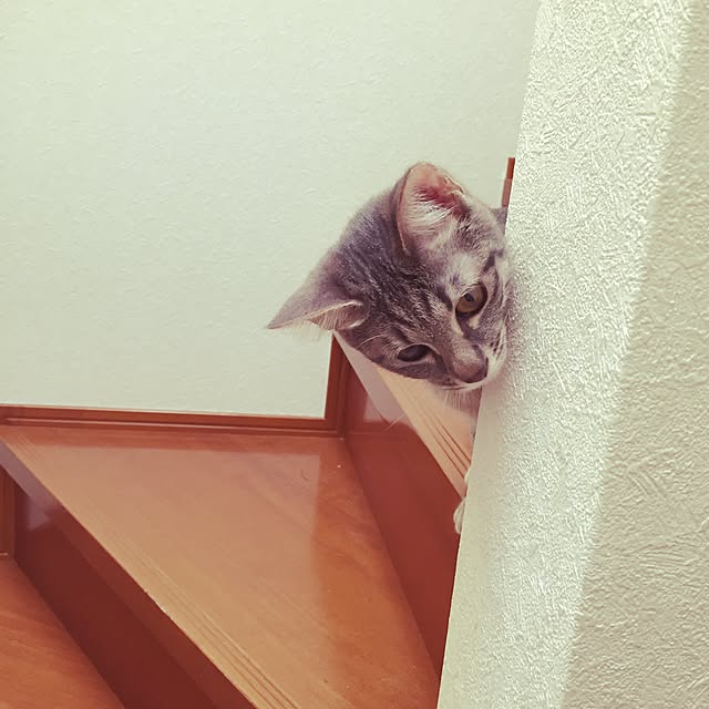 beruさんの実例写真