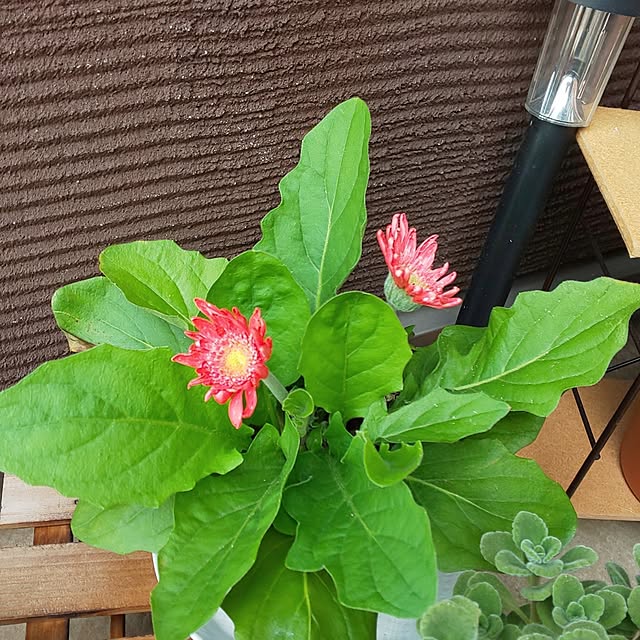 KOHAKUさんの実例写真