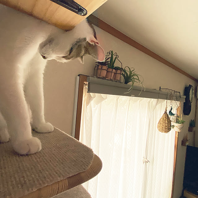 Lufuさんの実例写真