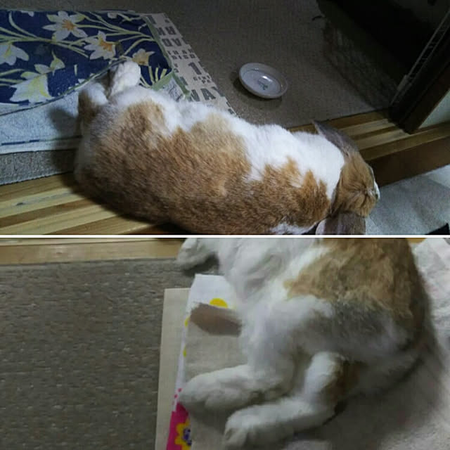 usamamaさんの実例写真