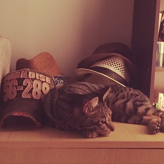 rennohana73さんの実例写真