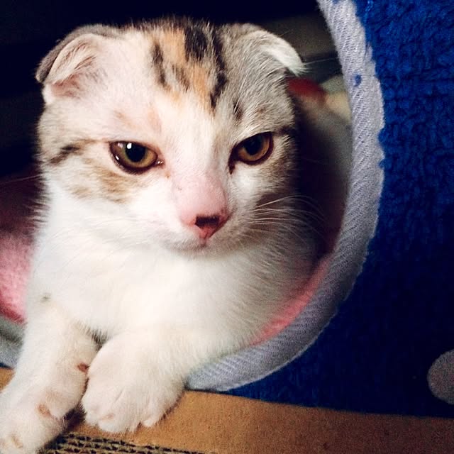 yokkochanさんの実例写真