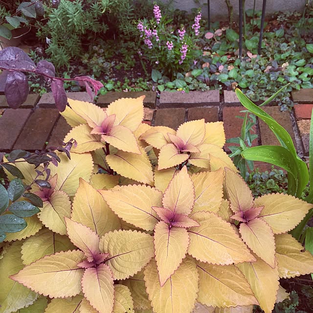 happygardenさんの実例写真