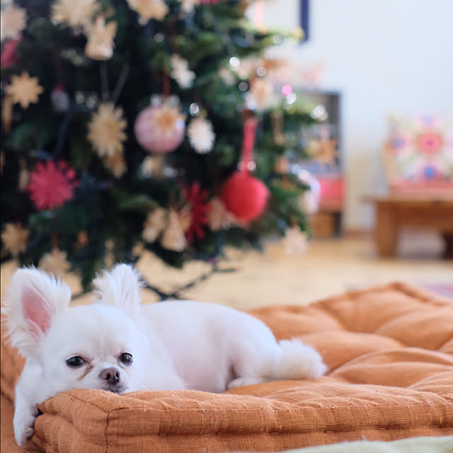 omura_timoさんの実例写真