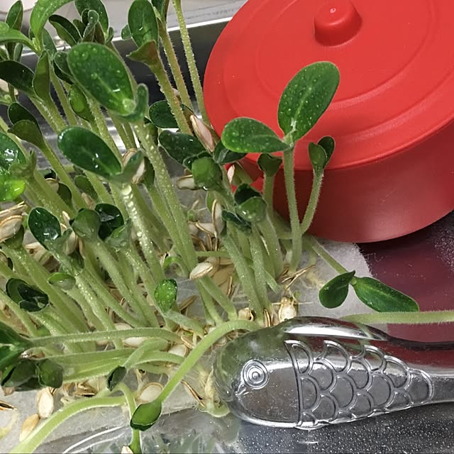 Mopmamaさんの実例写真